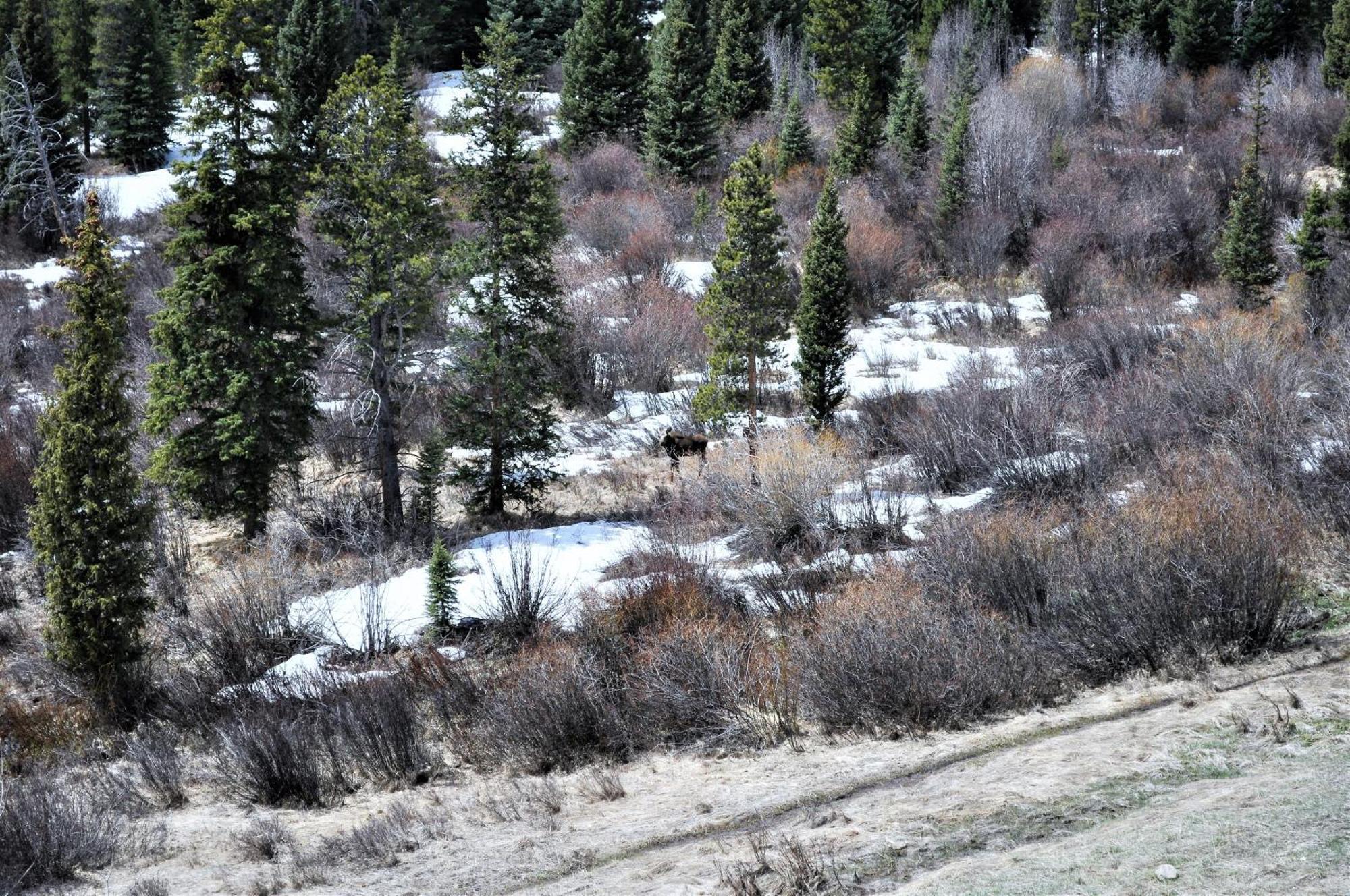 Forest Park 3 Bed 4 Bath Twnhm Htjm Silverthorne Eksteriør billede